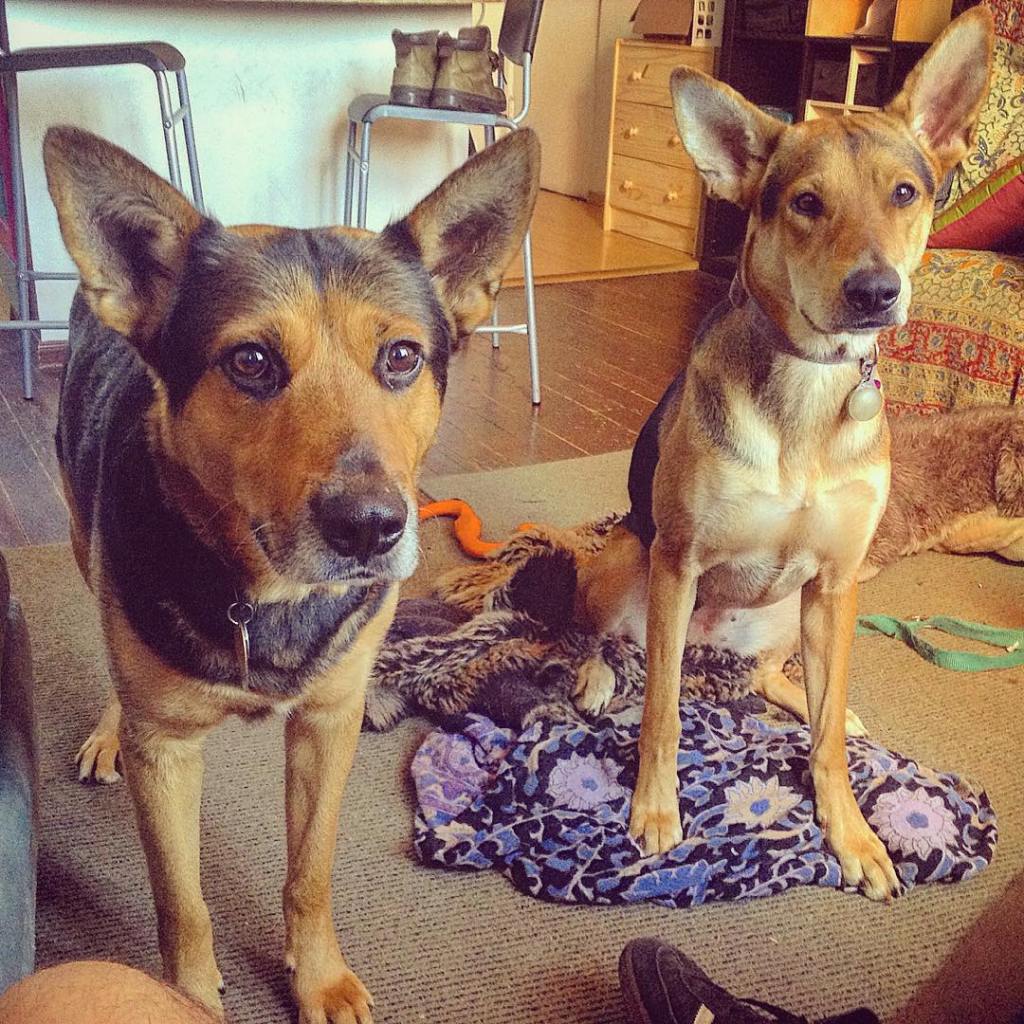 11809885_125123624501322_1355208134_n