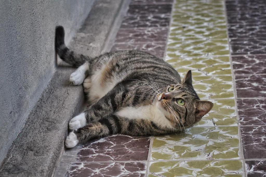 16585679_375310406172169_3320851670836969472_n