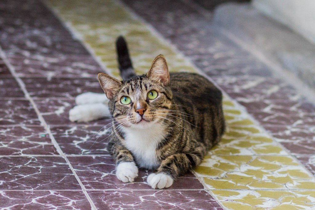 April 2026 – RIP Bisho – Depressed but With Work – Video Game&nbsp;Workout